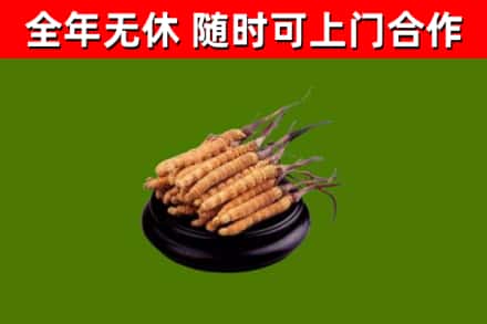 漳州回收冬虫夏草