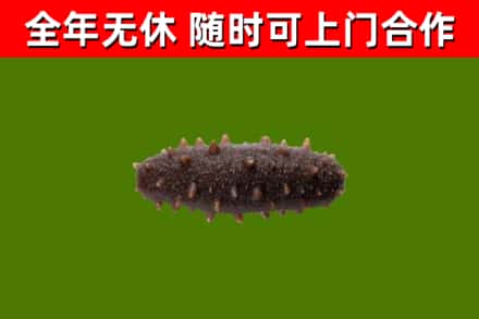 漳州烟酒回收干海参.jpg